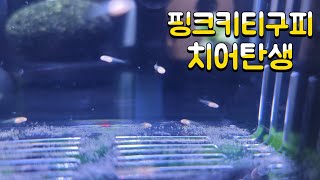 핑크키티구피 두번째출산!! 이번엔 잘 키워볼게요...(또르르)