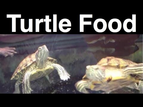 Do turtles eat other animals?