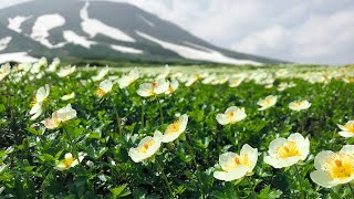 北海道の大雪山系旭岳の裾合平で満開になったチングルマ