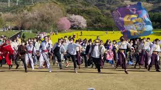 総踊り③ ［川棚菜の花よさこい 2022.04.03(日)]