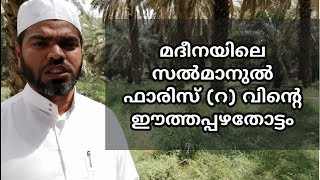 സൽമാനുൽ ഫാരിസ് (റ) വിന്റെ ഈത്തപ്പഴ തോട്ടം | madeena history | malayalam