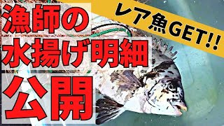 金額公表！刺し網漁でキンダイゲット！！網揚げから魚を市場に出荷するまで。Japanese Lobster Fisherman