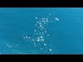 Pod of over 60 Humpback Whales in Cape Town, South Africa | 4K Drone Video