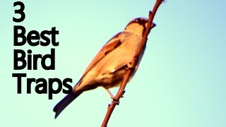 Best Bird Traps | How to Make Bird Traps | 3 Best Bird Traps ✔