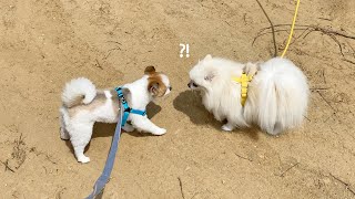 강아지는 짱친을 산책하다 만나면 알아볼까? 🐇 소녀의 네모난 행성 ｜ Can dogs recognize their best friend when on a walk? 🐇