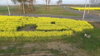 2015-05-02 南相馬萱浜菜の花迷路