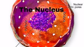 Cell parts and function-Nucleus-Nucleur membrane-nucleolus-nuclear pores
