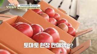 [토마토 농사로 연 매출 1억 5천!] 직거래 판매장에서 대분을 수익을 내는 부자농부!! 그 비법은??