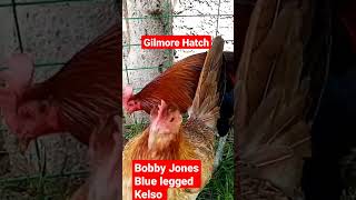 Breeding Imported Materials. #gamefowl #shortvideo#kelso #hatch