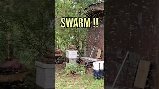 Watch these Bees Go on a Viral Swarm and March Into Their New Home.  The Great Bee Migration! 🐝