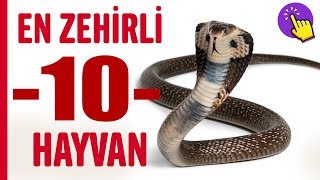 Dünyanın En Zehirli Hayvanları | Hayvanlar Alemi | Aklında Olsun