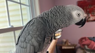 A few minutes with Symon the Congo African Grey Talking Parrot🦜💕#talkingparrot #birds #parrot #pets