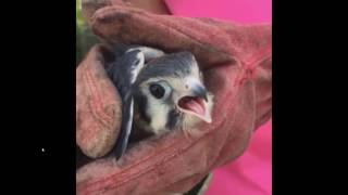Ziggy's Tree American Kestrel Release Murfreesboro TN on 5Aug16 Daily News Journal