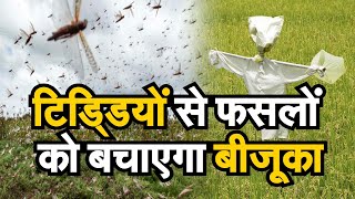 टिड्डियों से फसलों को बचाएगा बीजूका - शैलेंद्र शर्मा की स्पेशल रिपोर्ट