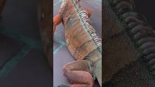 天気のせいで赤ちゃんドラゴンが病気になる#animals #pets #iguana #cute #trending #shorts