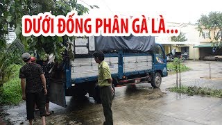 Bí ẩn bạc tỉ dưới đống phân gà