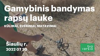 Gamybinis bandymas rapsų lauke, Šiaulių r. // Derliaus nuėmimas