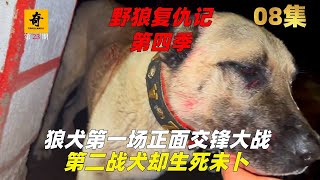 大型紀錄片【野狼復仇記】第四季08集，狼犬第一場正面交鋒大戰，第二戰犬卻生死未卜