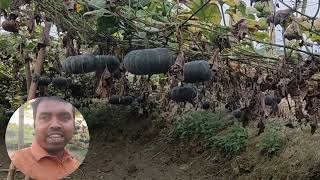 কৃষি খামারে গিয়ে আমি তো অবাক | agriculture |pumpkin | sahinsumon