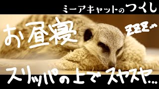 【ミーアキャット飼いの日常】ミーアキャットのつくし、スリッパの上でウトウト。