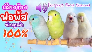 เสียงนกฟอพัสร้อง ชัดทุกคำ 100% ใช้ตามหานกหลุดหาย Forpus Parrotlet Sound #คลิปเสียงนกฟอพัส