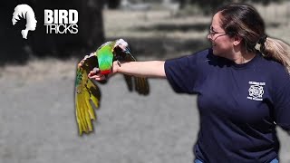 Monte the Military Macaw | Will He Ever Fly? | Part 3