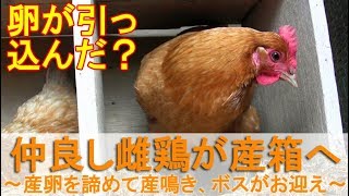 仲良し雌鶏が産箱へ～産卵を諦めてもお産鳴き、ボスニワトリがお迎え～