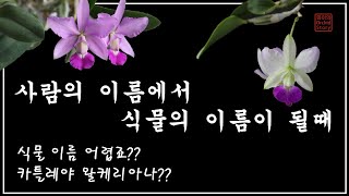 카틀레야 왈케리아나? 워크리아나 헷갈리시죠. 정리해드립니다  /  화이 오키드 스토리