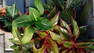 Aglaonema plant varieties in my home