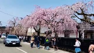 日本角館武家屋敷賞垂枝櫻