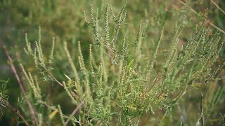 Experts share tips on how to combat spring allergies
