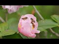 將軍澳單車館公園 櫻花未開 只有一棵開了 4k