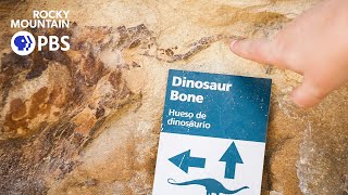 How Colorado Dinosaur Bones Started Paleontology’s Most Brutal Feud