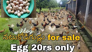 natukodi eggs for sale egg 20rs only at mancherial district indaram villege