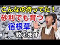 【目からウロコ】あなたのお庭の悩みはこれで解決します　　　【カーメン君】【宿根草】【植え方】【おすすめ】