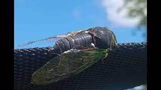 Cicada mating call up close! (Took forever to get...)