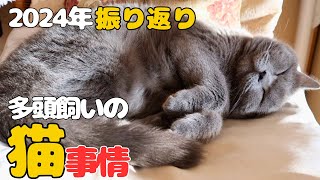 【猫の多頭飼い】今年起こった重大事件❗️と年末の可愛すぎるご挨拶⁉️