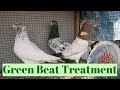 Sabz Beat Ka Illaj Best Treatment [ Hashim Mahmood Pigeons]