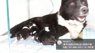 [독드림] 개농장에서 구조된 콜리가 순산했습니다🥳  갓 태어난 온이, 누리, 세상이, 축복이의 견생을 응원해 주세요💕