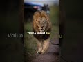 sigma rule 🔥 value u0026 respect you 🔥 motivation motivationalquotes shorts