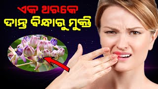 ଥରକରେ ଦାନ୍ତର ବିନ୍ଧା କଷ୍ଟ ଦୂରହେବ | Danta Bindha Upachara  | Jibana Chajya