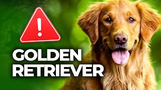 ❌ 3 bonnes raisons d'éviter le chien Golden Retriever : explications !