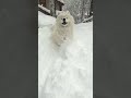 Happiest in his element ❄️ #dog #samoyed #shorts