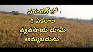 ID:-(47) # 6 Acers Agriculture Land for Sale # jayagiri # Hasanparthy #Hanamkonda # Warangal #