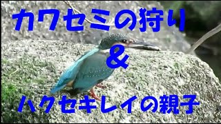 カワセミの狩り、ハクセキレイ親子