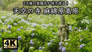 2万株の紫陽花が咲き誇る！天空の寺 麻綿原高原 2022