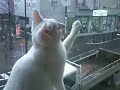 看板猫のトサカ君、招き猫で客招き