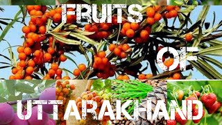 Top 11 Fruits of Uttarakhand 😊🥰 !! By akash #Uttarakhand #Pahadi Akash khulbe