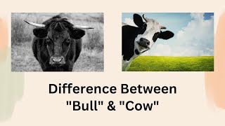 Difference Between Bull and Cow | The Great Gender Divide: Demystifying Bulls & Cows