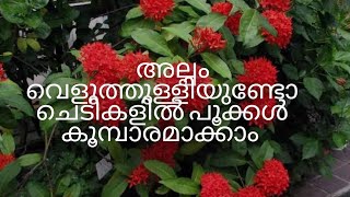 ചെടികളിൽ പൂക്കൾ നിറക്കാൻ കിടിലൻ ട്രിക്ക് || @urbanroots9